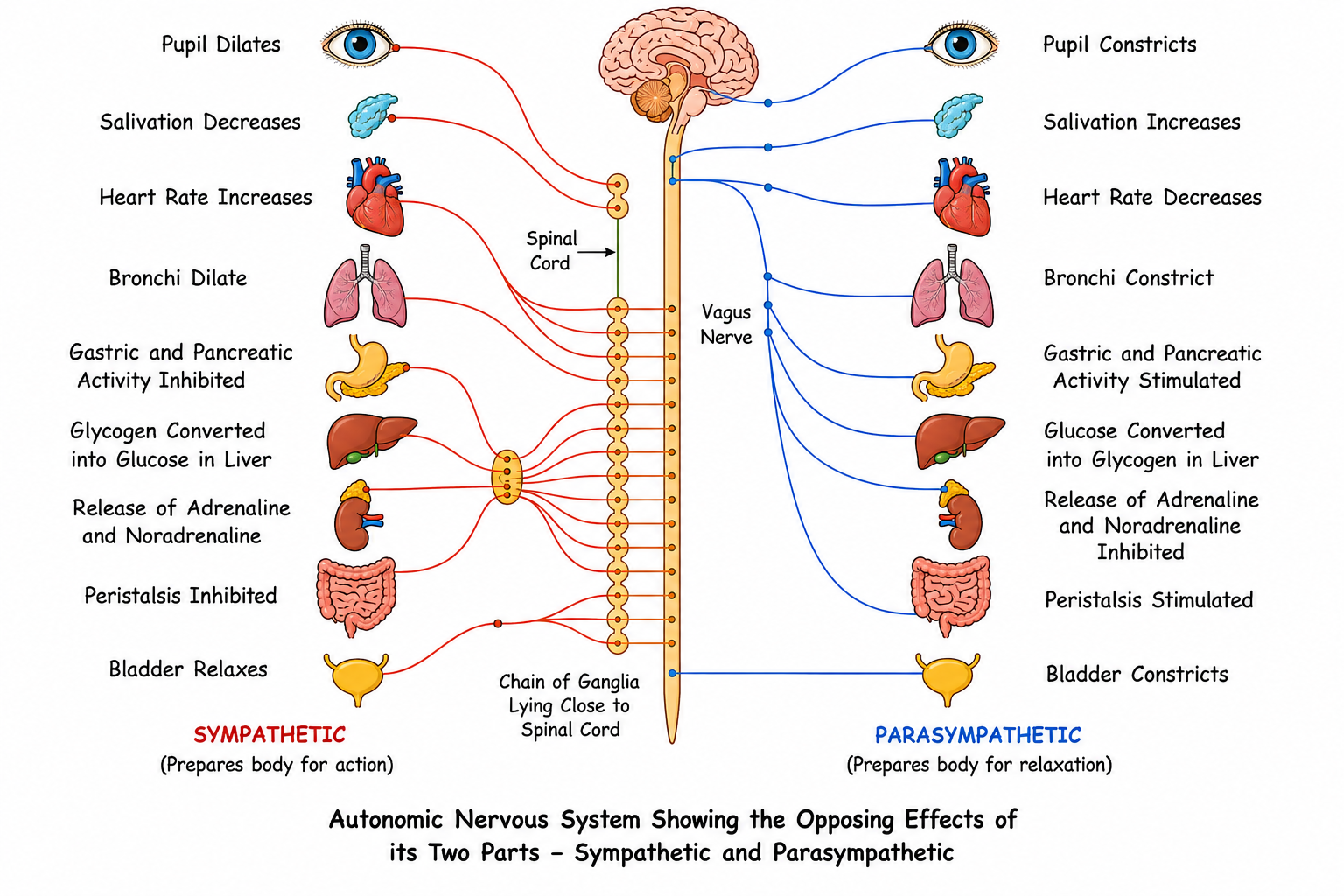 Fig 9.8: Autonomic nervous system showing opposing effects